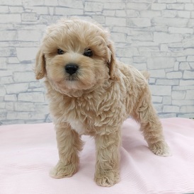 125370 MIX(キャバリア・キング・チャールズ・スパニエル×トイプードル)