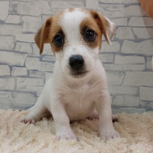 125369 ジャックラッセルテリア