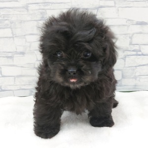 125405 MIX(トイプードル×カニヘンダックスフンド)