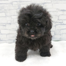 125405 MIX(トイプードル×カニヘンダックスフンド)