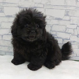 125375 MIX(トイプードル×ペキニーズ)