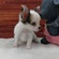 125382 チワワ