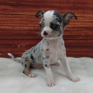 125383 チワワ(スムース)