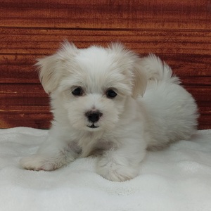 125384 マルチーズ