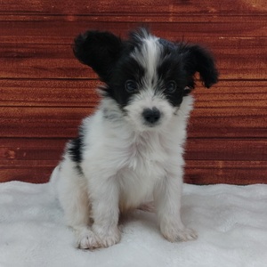 125387 MIX(パピヨン×ミニチュアシュナウザー)