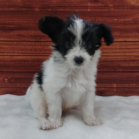 125387 MIX(パピヨン×ミニチュアシュナウザー)