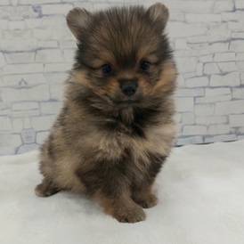 125391 ポメラニアン