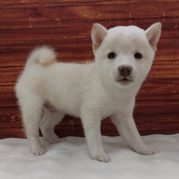 ペットアミ武雄店