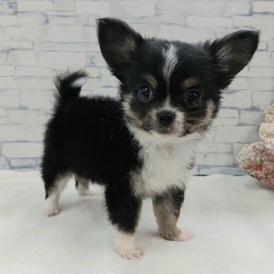 125390 チワワ(ロング)