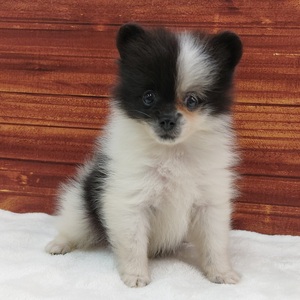 125394 ポメラニアン