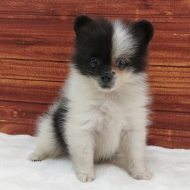 125394 ポメラニアン