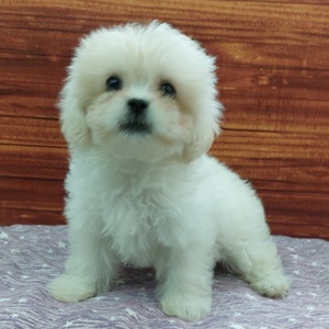 125397 MIX（ペキニーズ×トイプードル）