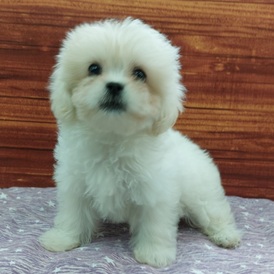 125397 MIX（ペキニーズ×トイプードル）