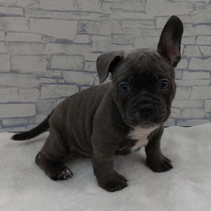 125396 MIX（エキゾッチクブリー×フレンチブルドッグ）