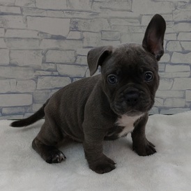 125396 MIX（エキゾッチクブリー×フレンチブルドッグ）