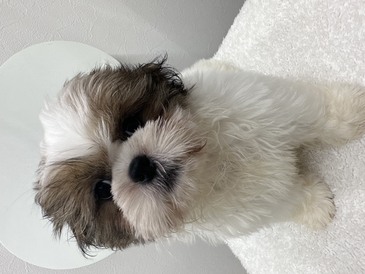 125345A シーズー