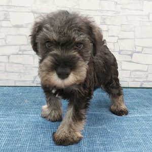 125404 ミニチュアシュナウザー