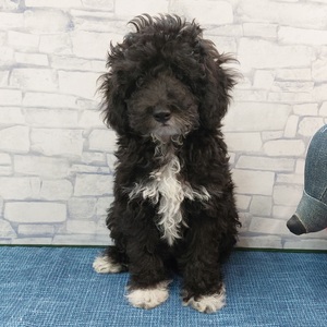 125403 トイプードル