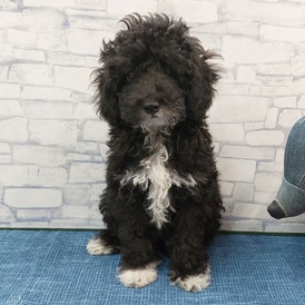 125403 トイプードル