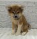 125386 秋田犬