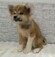 125386 秋田犬