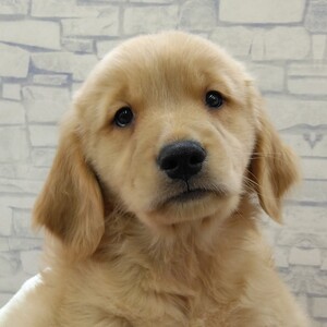 125385 ゴールデンレトリバー