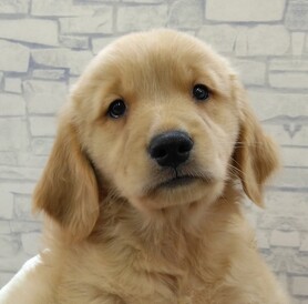 125385 ゴールデンレトリバー