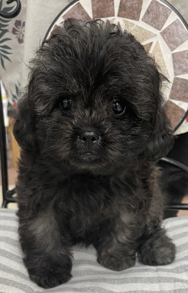 125376 MIX(トイプードル×ペキニーズ)