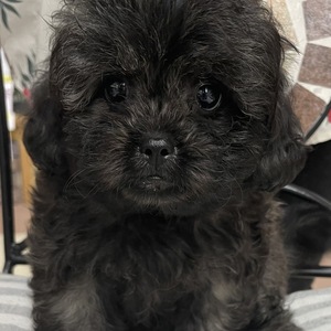 125376 MIX(トイプードル×ペキニーズ)