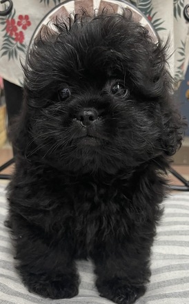 125372 MIX(トイプードル×ペキニーズ)