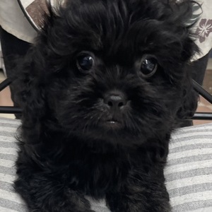 125373 MIX(トイプードル×ペキニーズ)