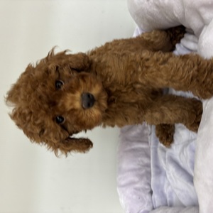 125380 トイプードル