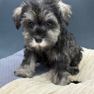 125399 ミニチュアシュナウザー