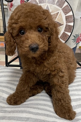 125379 トイプードル