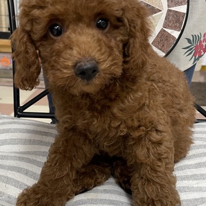 125379 トイプードル