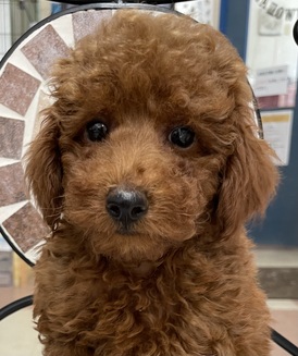 125381 トイプードル