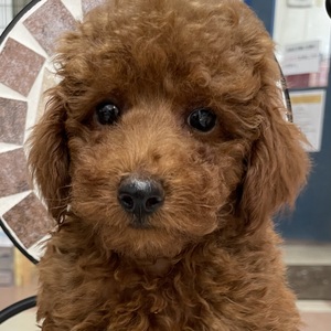 125381 トイプードル