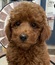 125381 トイプードル