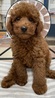 125381 トイプードル