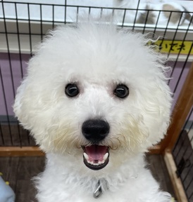 125038 ビションフリーゼ