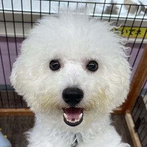 125038 ビションフリーゼ