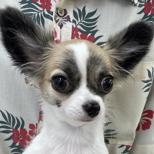 125239 チワワ(ロング)