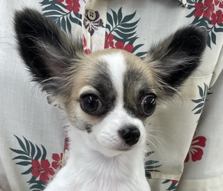 125239 チワワ(ロング)