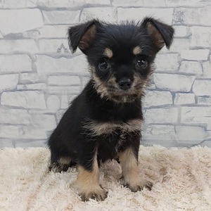 125371 MIX（チワワ×ミニチュアシュナウザー）