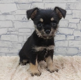 125371 MIX（チワワ×ミニチュアシュナウザー）