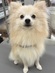 125078 ポメラニアン