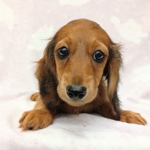 125420 ミニチュアダックスフンド