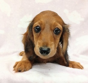 125420 ミニチュアダックスフンド