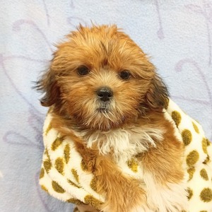 125437 MIX(シーズー×ヨークシャテリア）