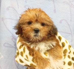 125437 MIX(シーズー×ヨークシャテリア）